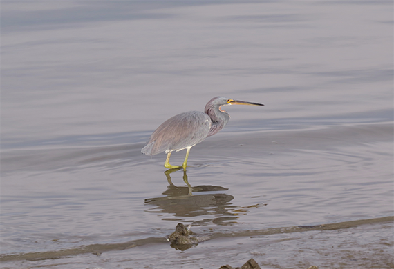 Tricolored Heron by Vicky Burke
